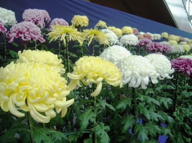 菊花展示会