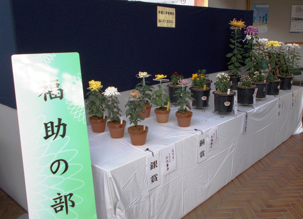 亀岡市菊花展示会