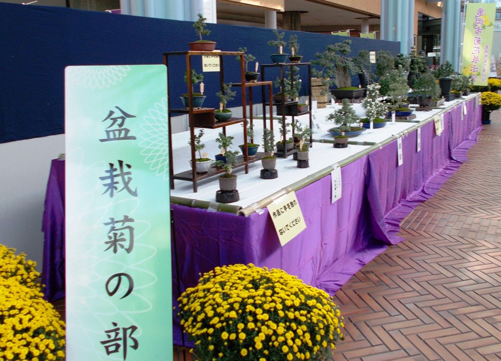 亀岡市菊花展示会