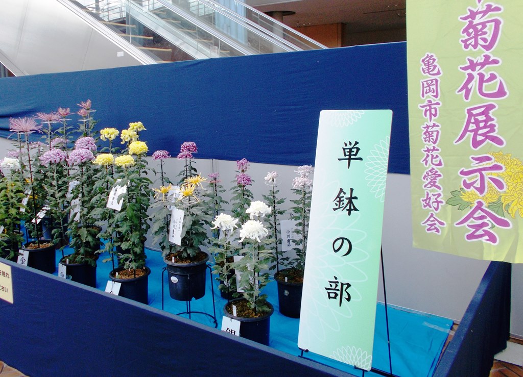 亀岡市菊花展示会