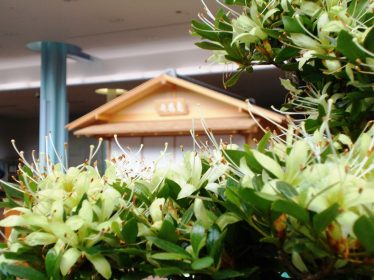 市花展示会