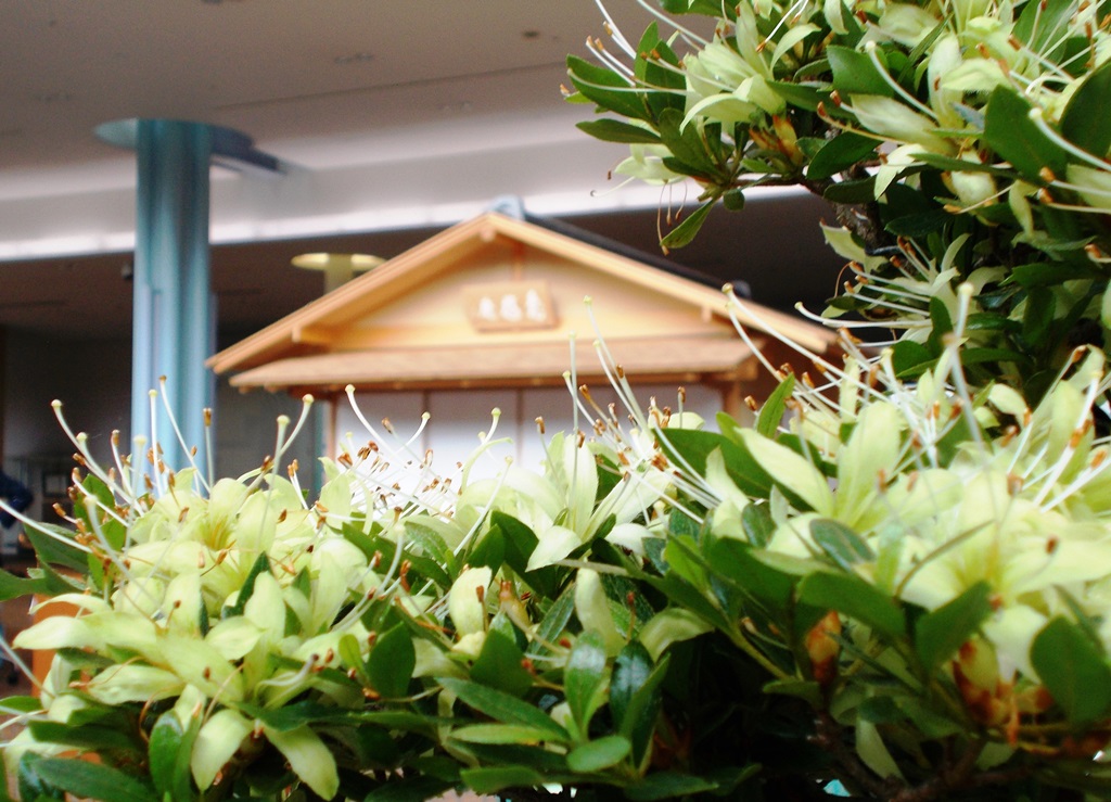市花展示会