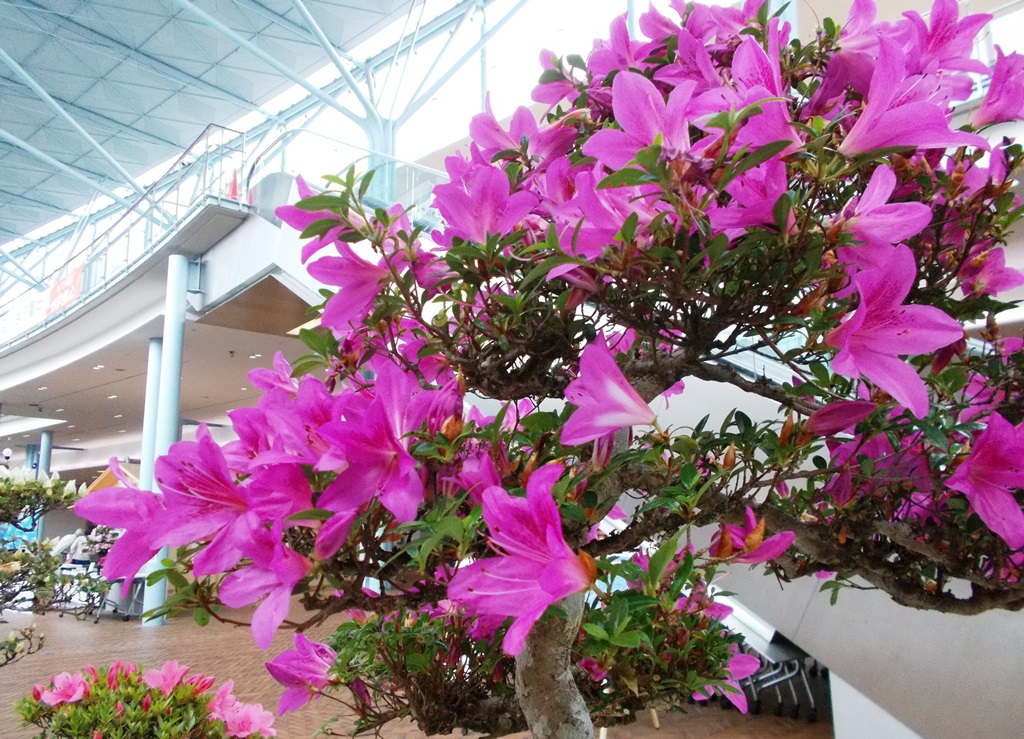 市花展示会