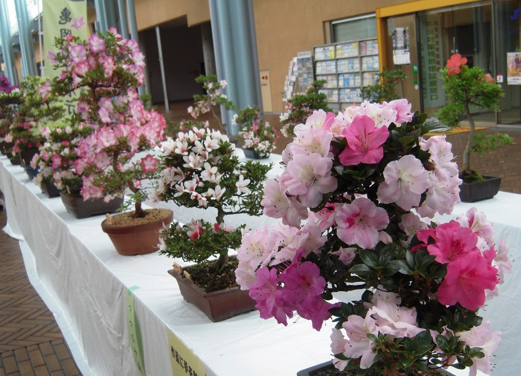 市花展示会