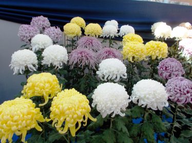 菊花展示会