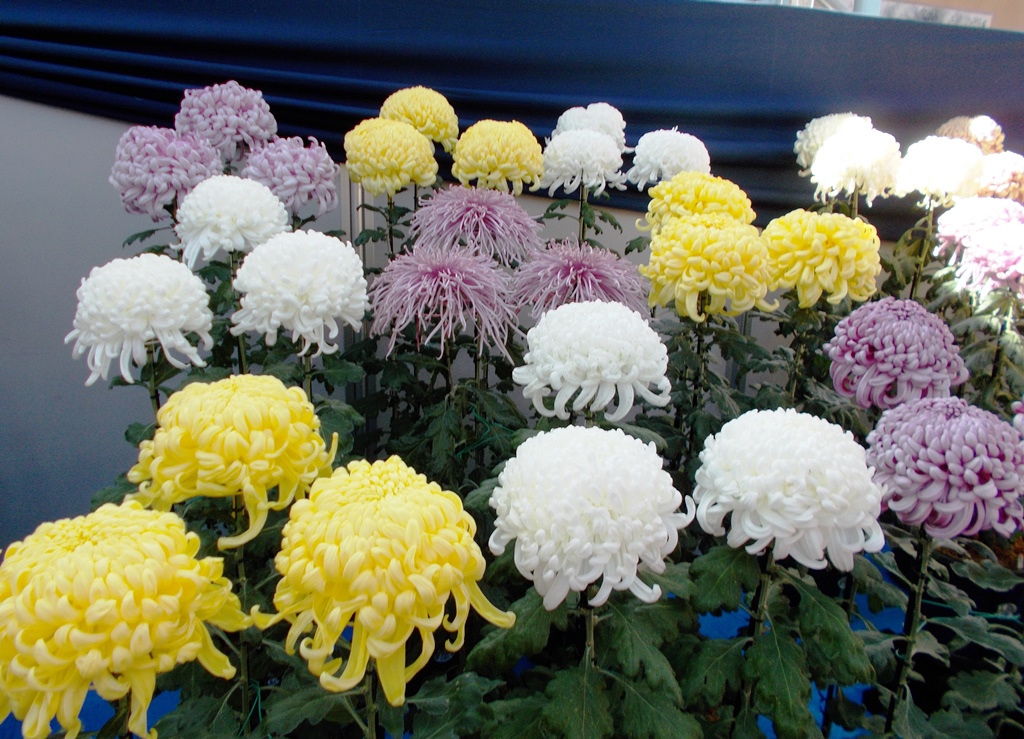 菊花展示会