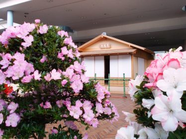 市花展示会