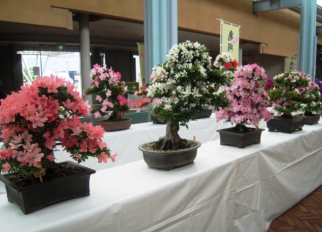 市花展示会