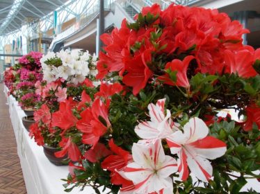 市花展示会