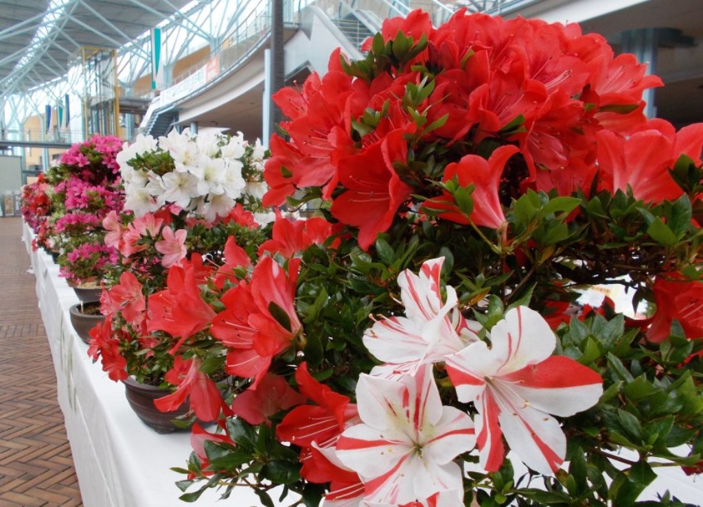 市花展示会