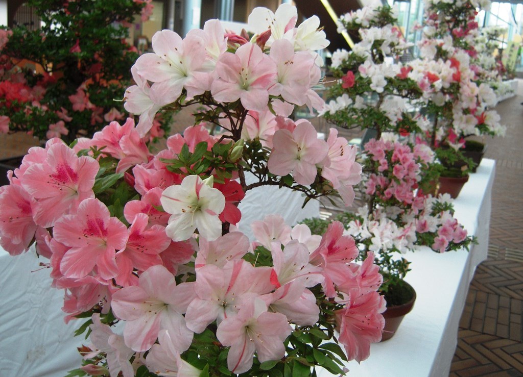 市花展示会