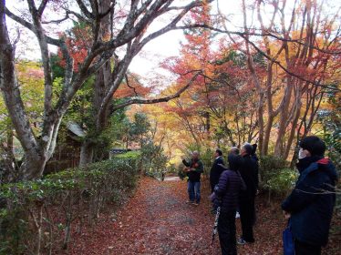亀岡の名木めぐり