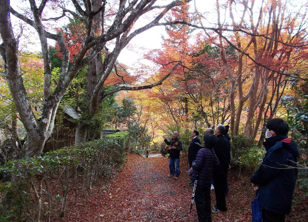 亀岡の名木めぐり