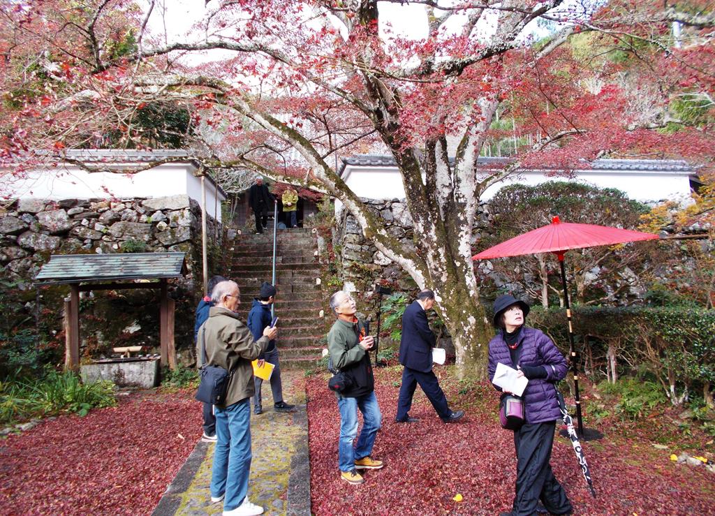 亀岡の名木めぐり