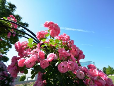 バラの栽培講習会