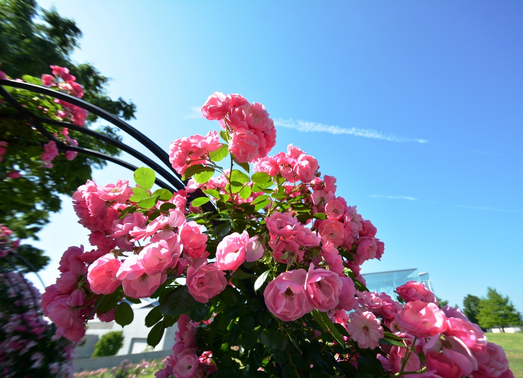 バラの栽培講習会
