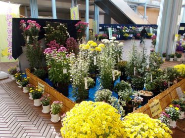 菊花展示会