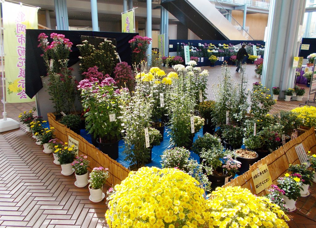 菊花展示会