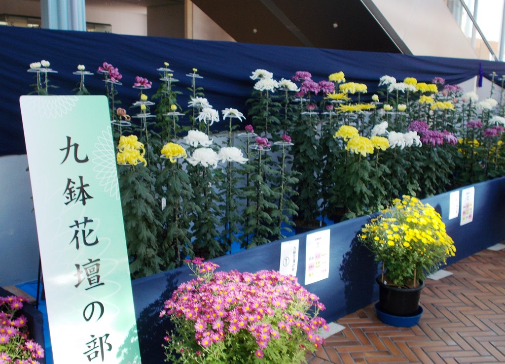 菊花展示会