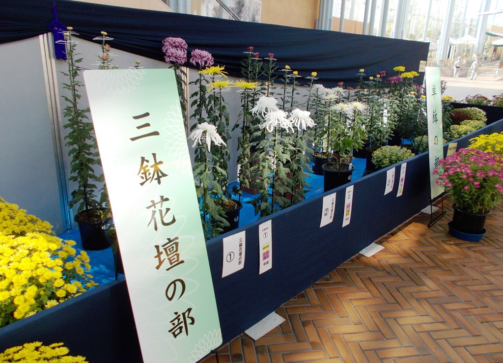 菊花展示会
