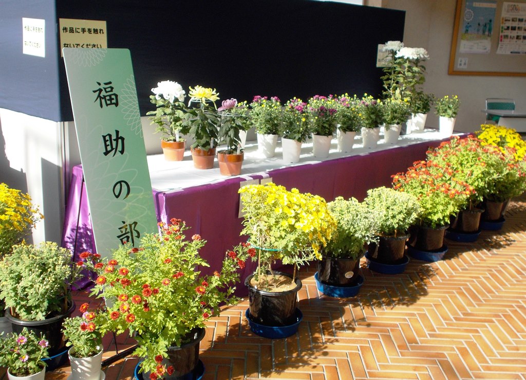 菊花展示会