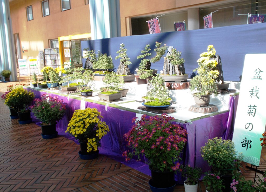 菊花展示会