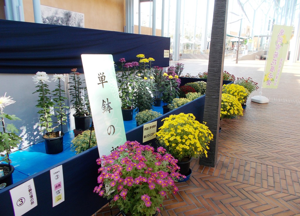 菊花展示会