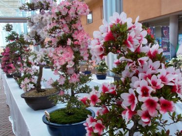 亀岡市花展示会