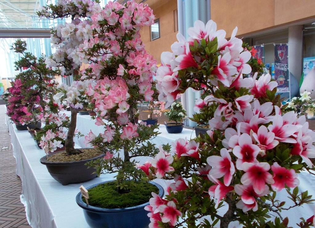 亀岡市花展示会