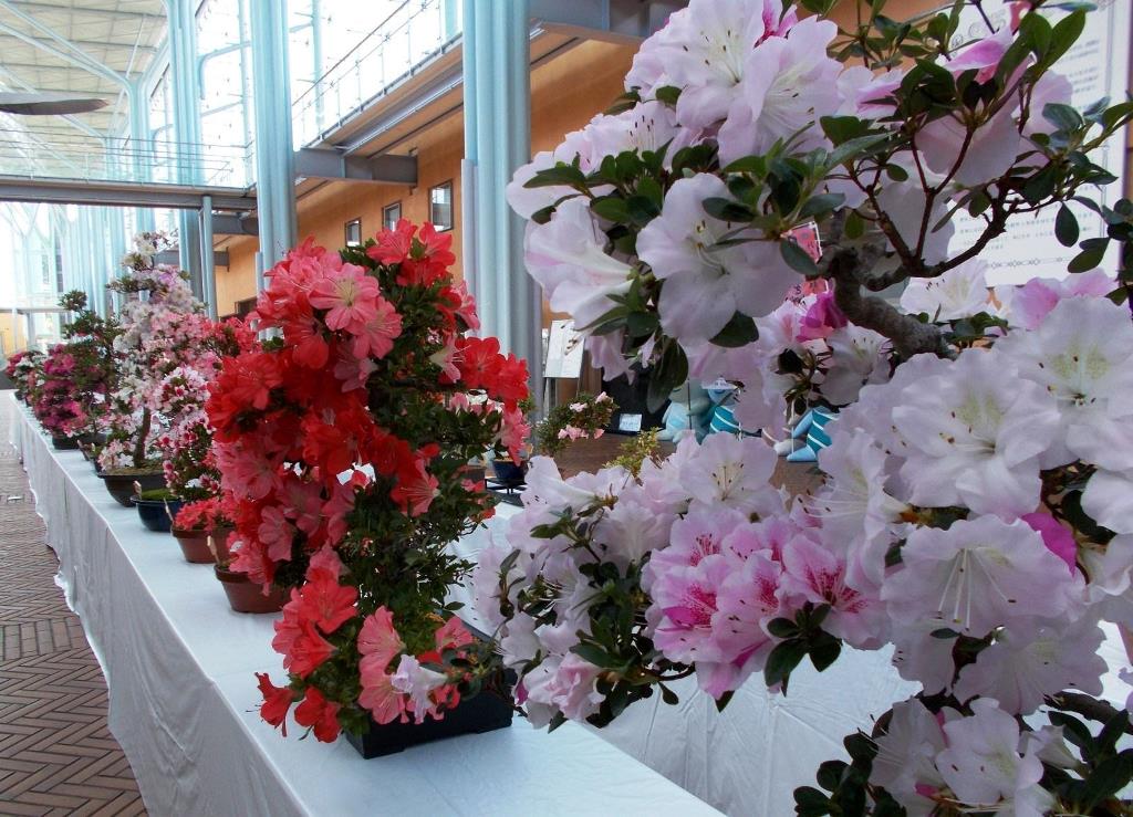 亀岡市花展示会