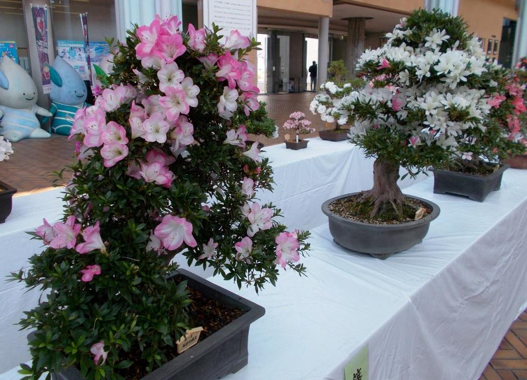亀岡市花展示会