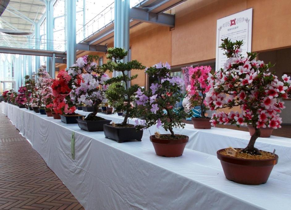 亀岡市花展示会
