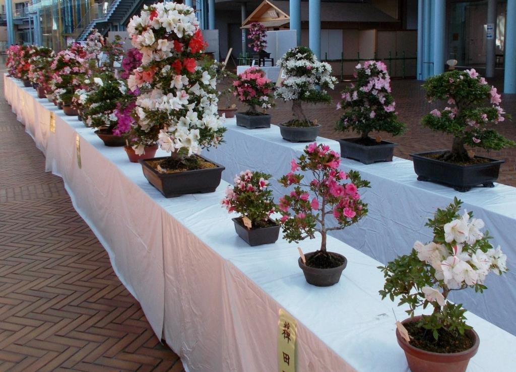 亀岡市花展示会