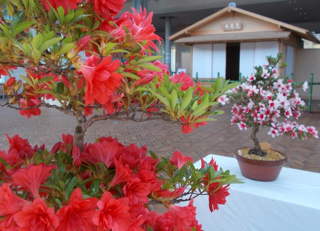 亀岡市花展示会